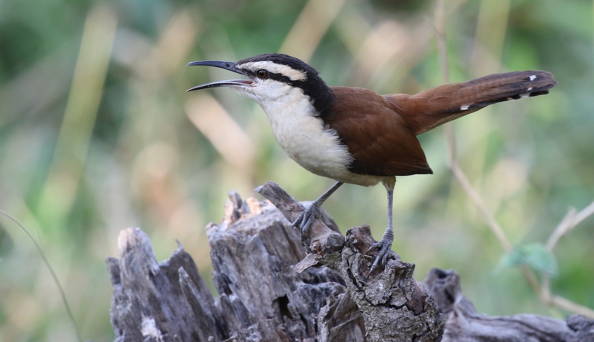 Giant Wren - Dean LaTray