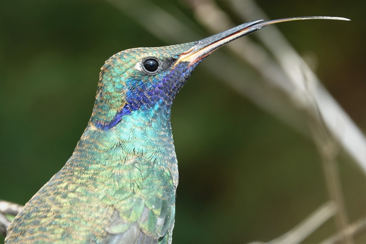 Sparkling Violetear - Daniel Pacheco Osorio