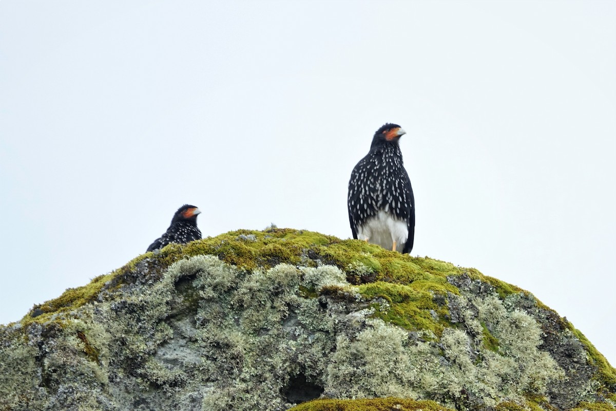 Carunculated Caracara - ML713345