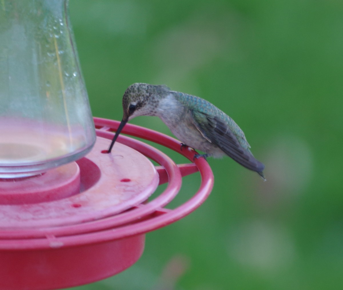 Black-chinned Hummingbird - Coen Dexter