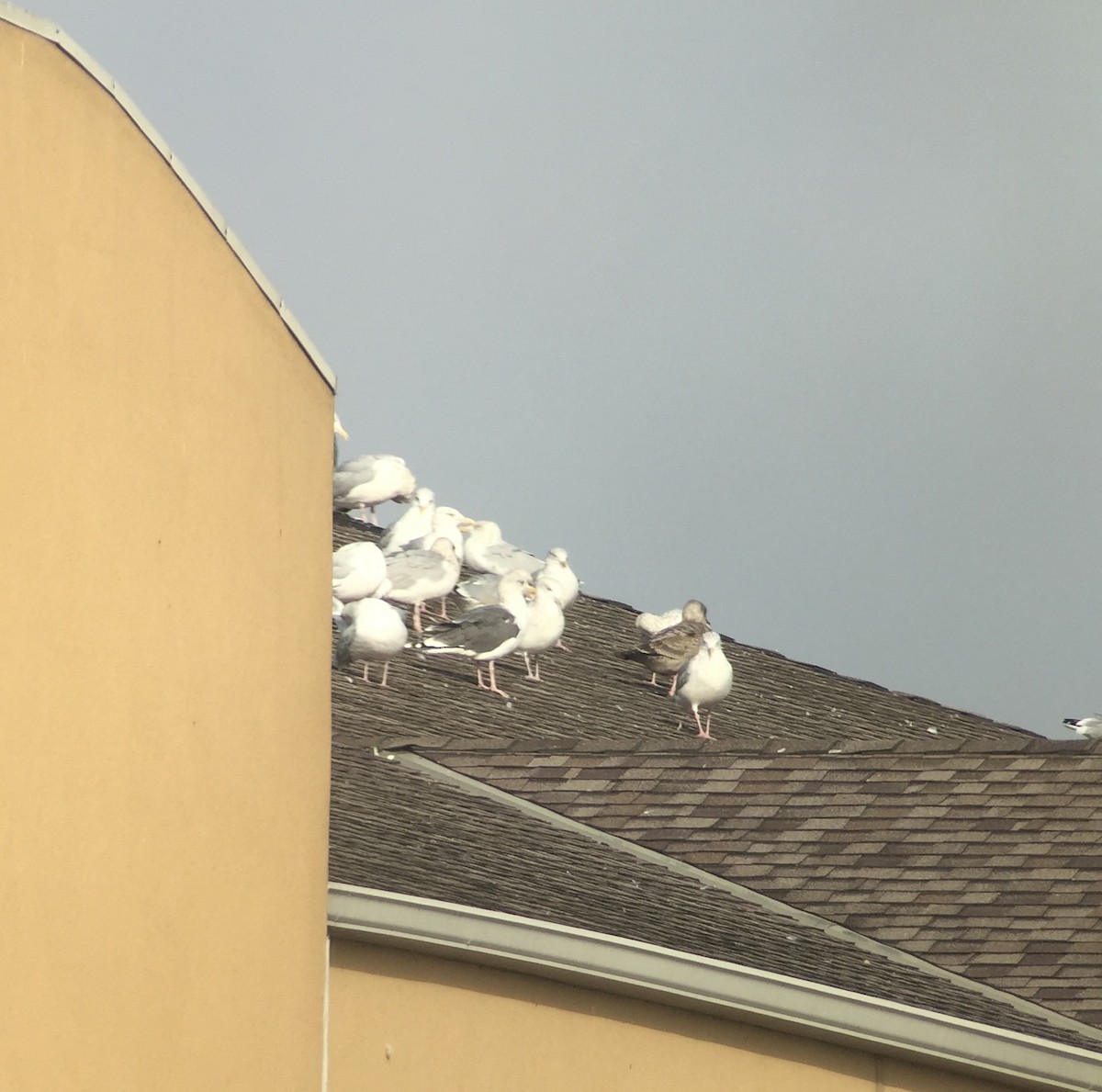 Herring x Great Black-backed Gull (hybrid) - ML71335281