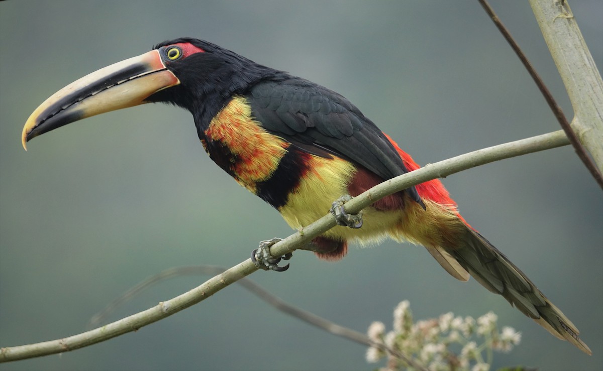 Pale-mandibled Aracari (Pale-billed) - Daniel Pacheco Osorio