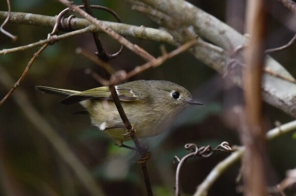 Ruby-crowned Kinglet - ML71335621