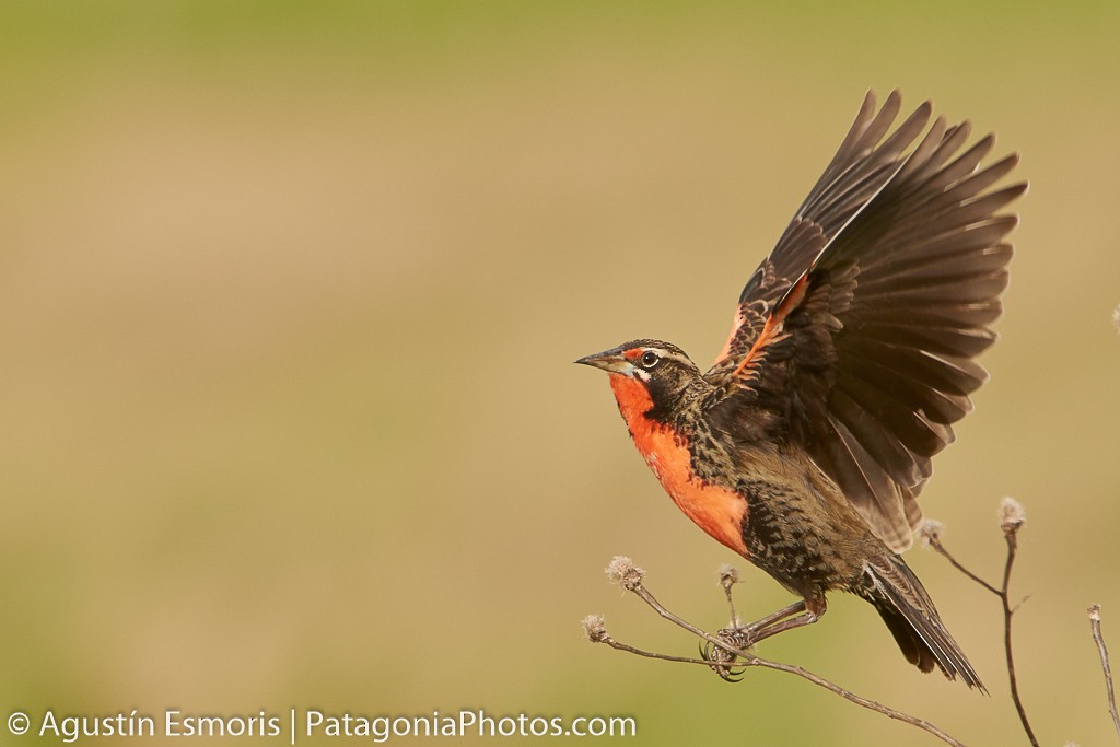 Pampas Meadowlark - ML713357