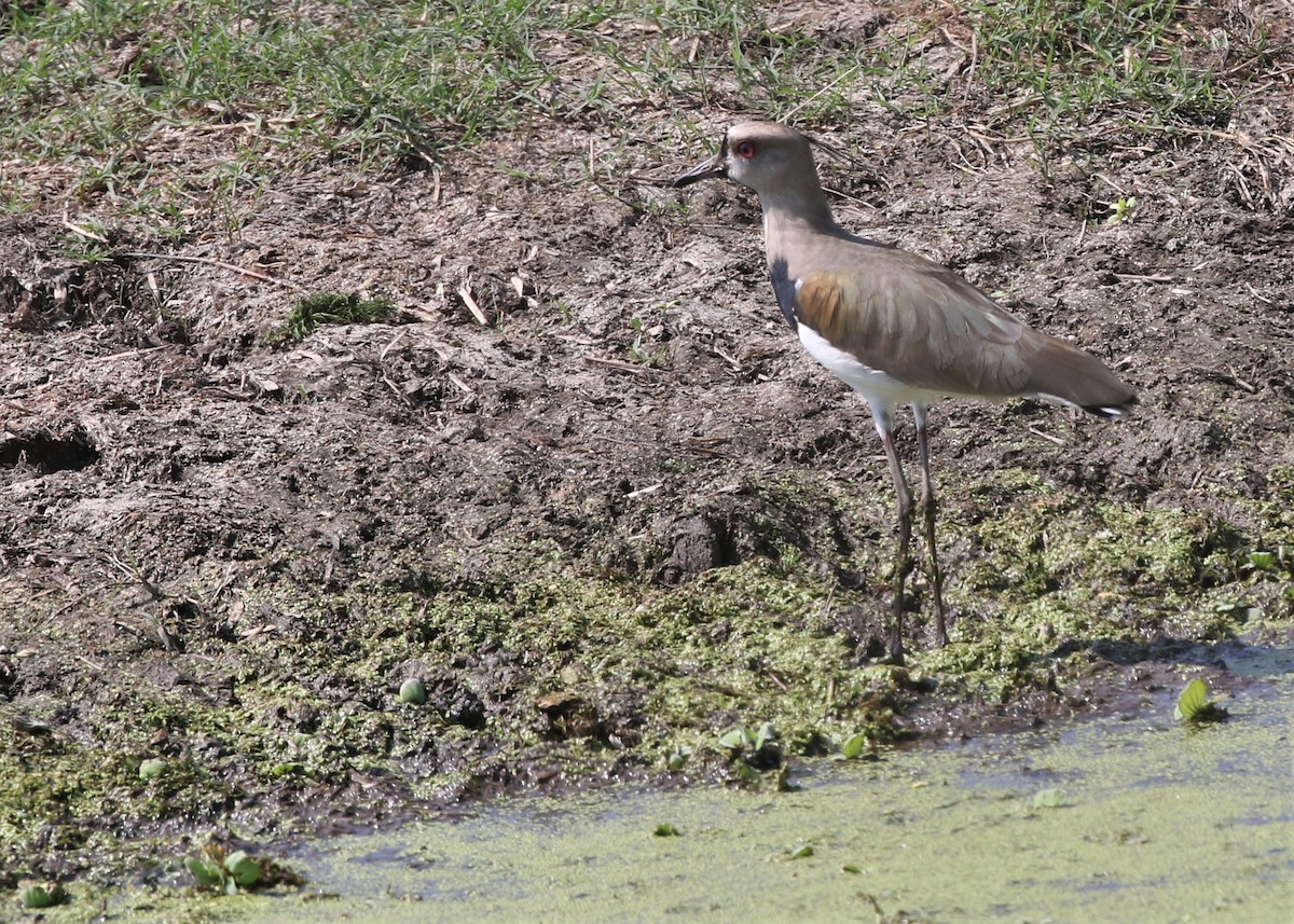 Southern Lapwing - ML71335751