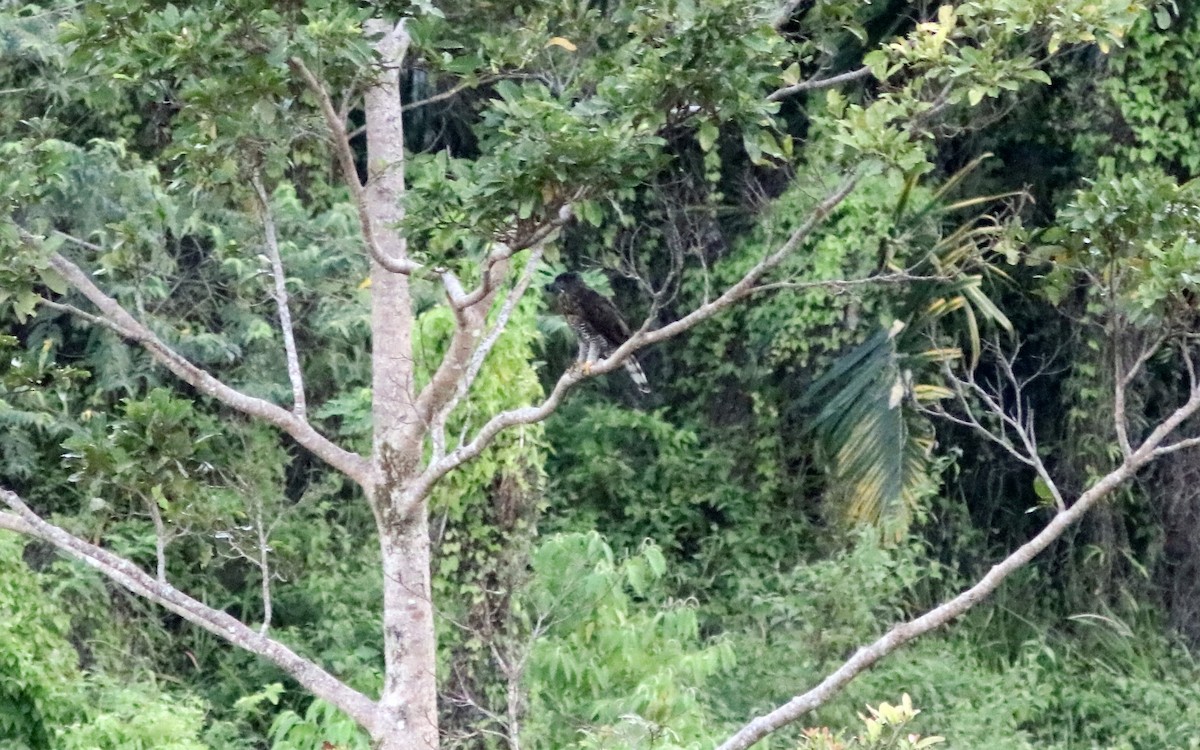 Sulawesi Hawk-Eagle - ML71336771