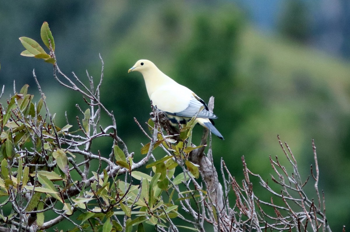 Silver-tipped Imperial-Pigeon - John Drummond