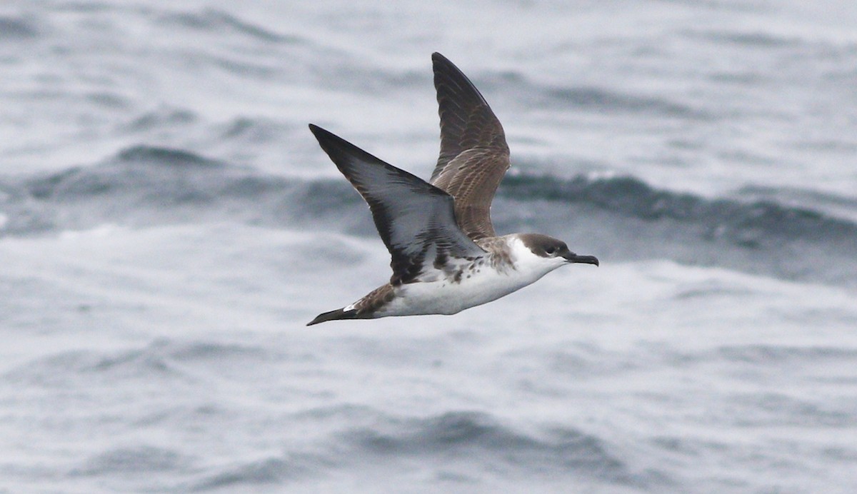 Great Shearwater - ML71337501