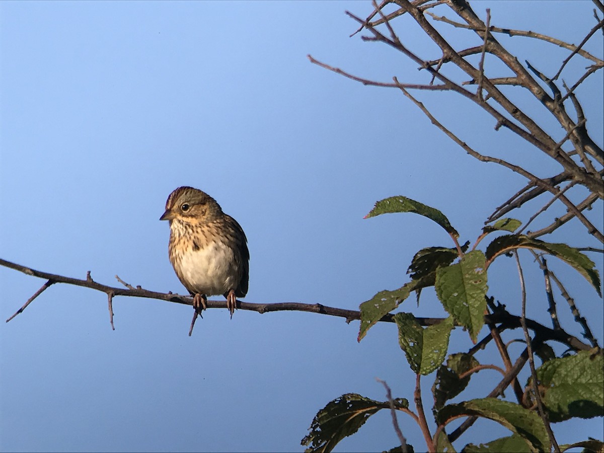 Lincoln's Sparrow - Kyle Lindemer