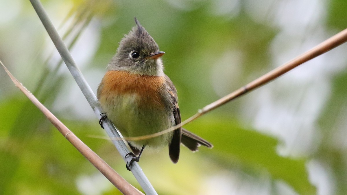 Belted Flycatcher - ML71339881