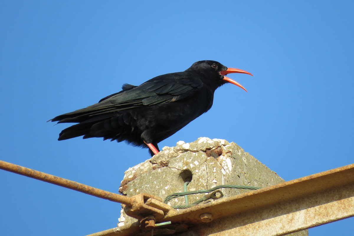 Red-billed Chough - Tiago Guerreiro