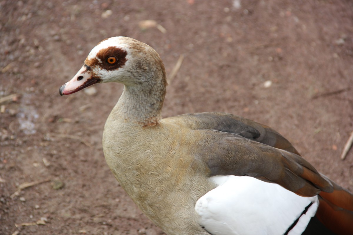 Egyptian Goose - ML71340261