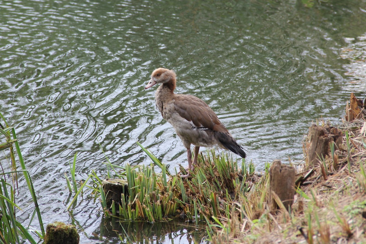 Nilgans - ML71340391