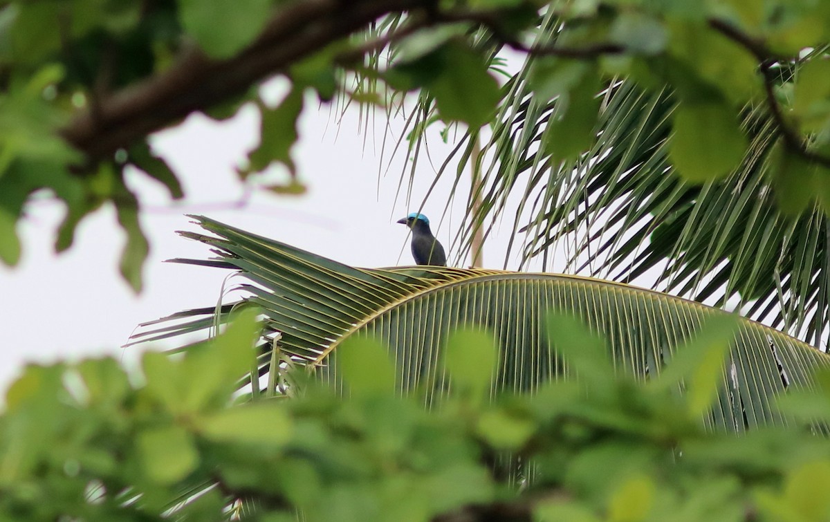 Purple-winged Roller - ML71341881