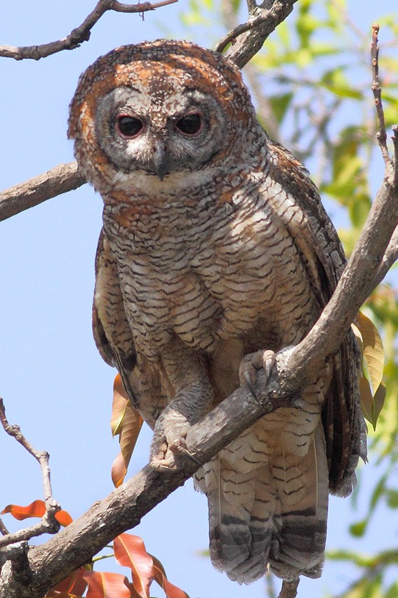 Mottled Wood-Owl - ML71342731