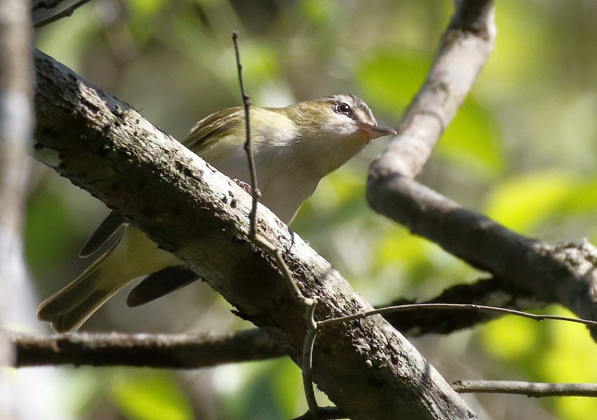 Chivi Vireo (migratory) - Dave Curtis