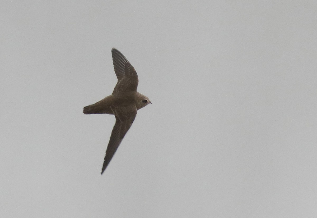 Great Dusky Swift - ML71343071