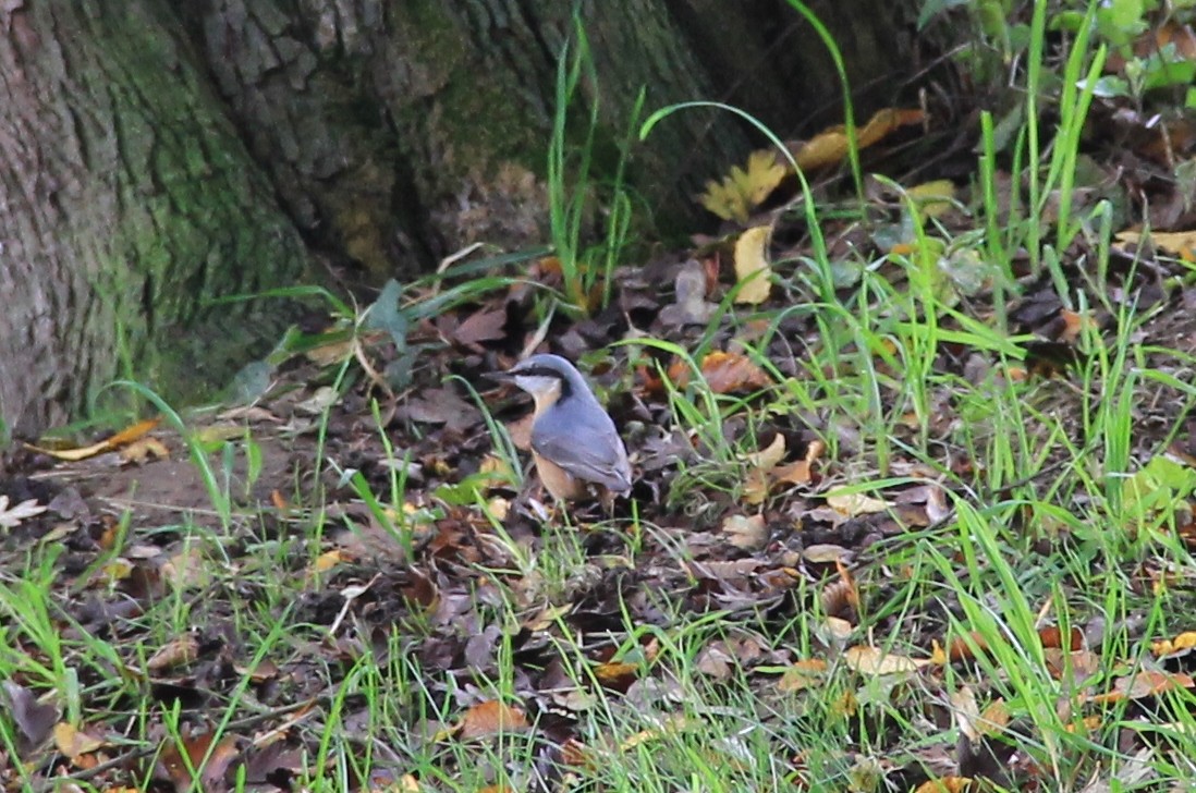 Eurasian Nuthatch - ML71343191