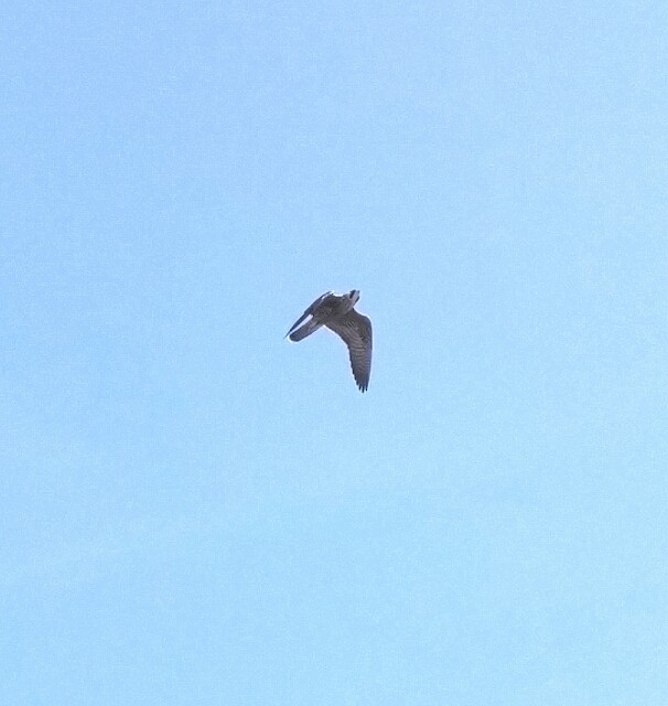 Peregrine Falcon - Amy Darling