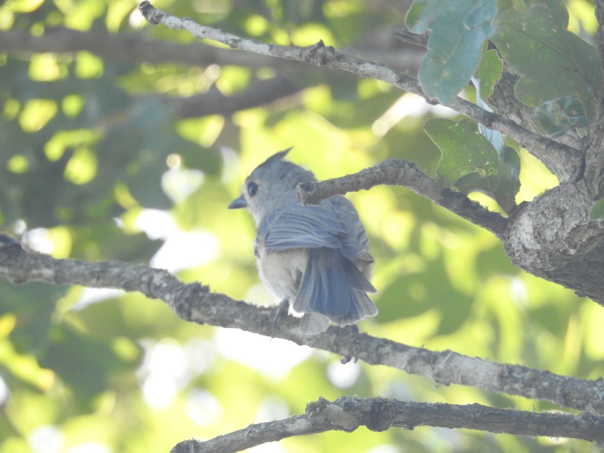 Tufted Titmouse - ML71346271