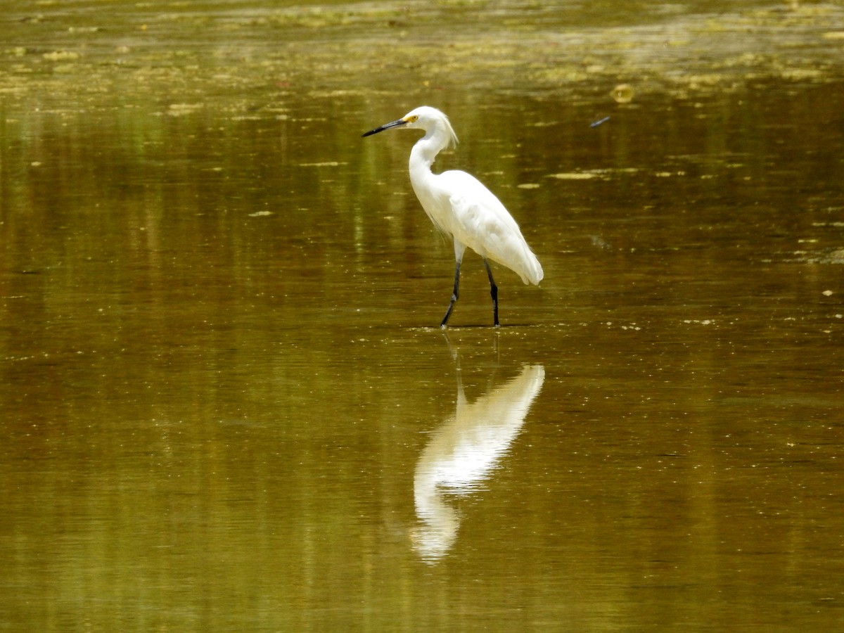 Snowy Egret - ML71346351