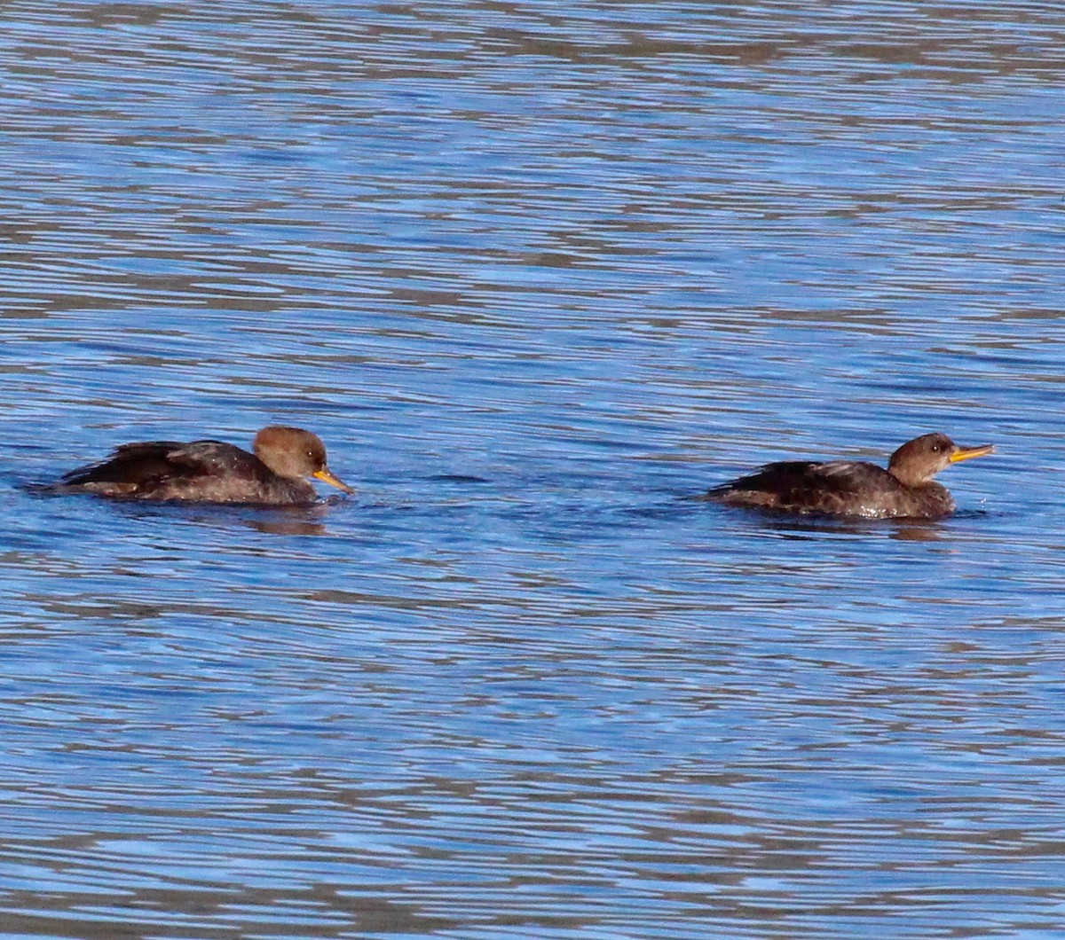 Hooded Merganser - ML71346901