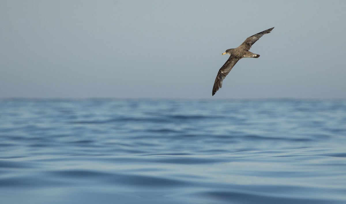 Cory's Shearwater - ML71347051