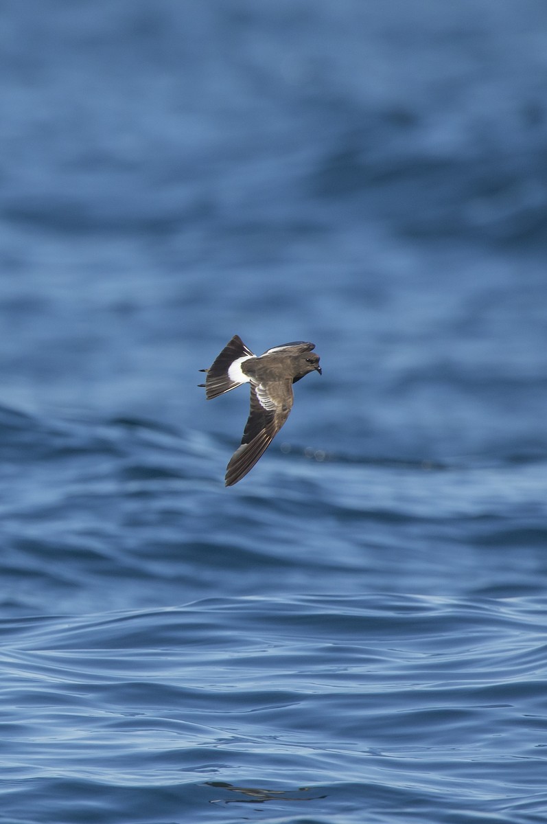 Wilson's Storm-Petrel - ML71347111