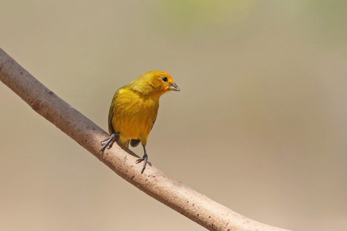 Saffron Finch - ML71347361