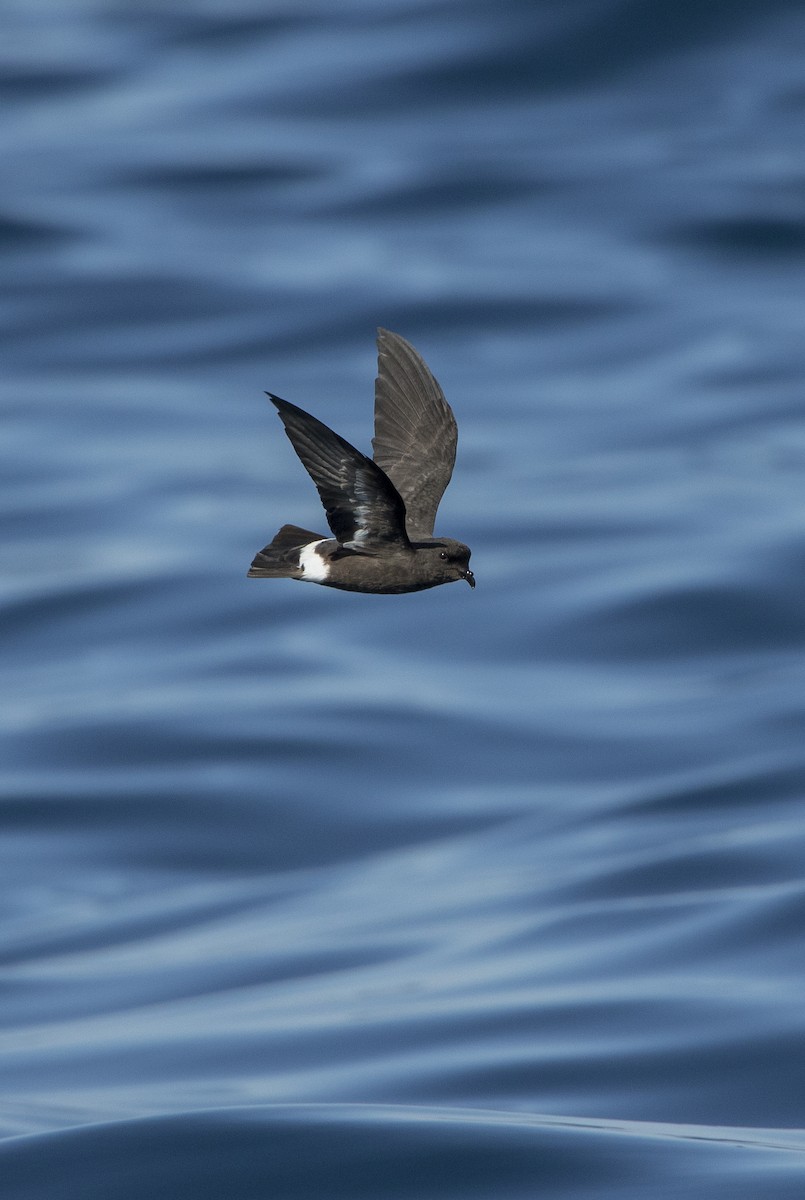 European Storm-Petrel - simao ribeiro