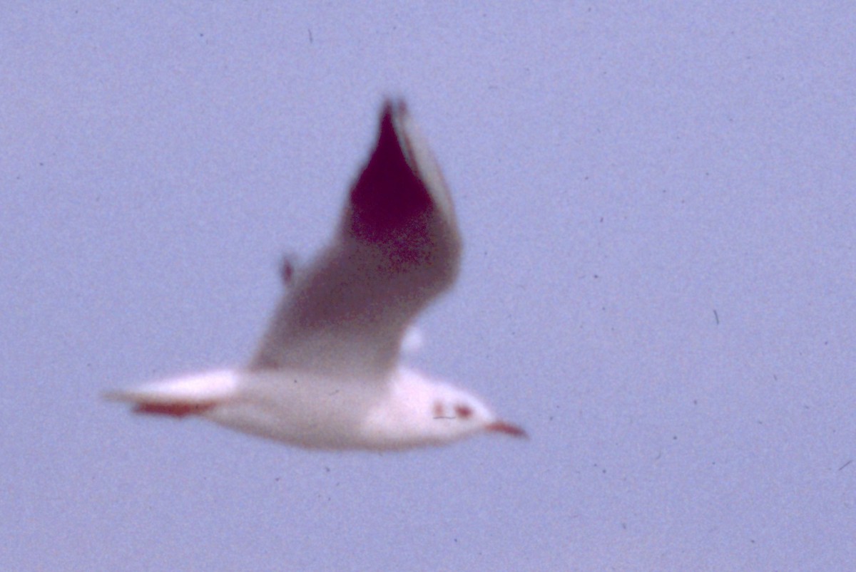 Slender-billed Gull - ML71348371