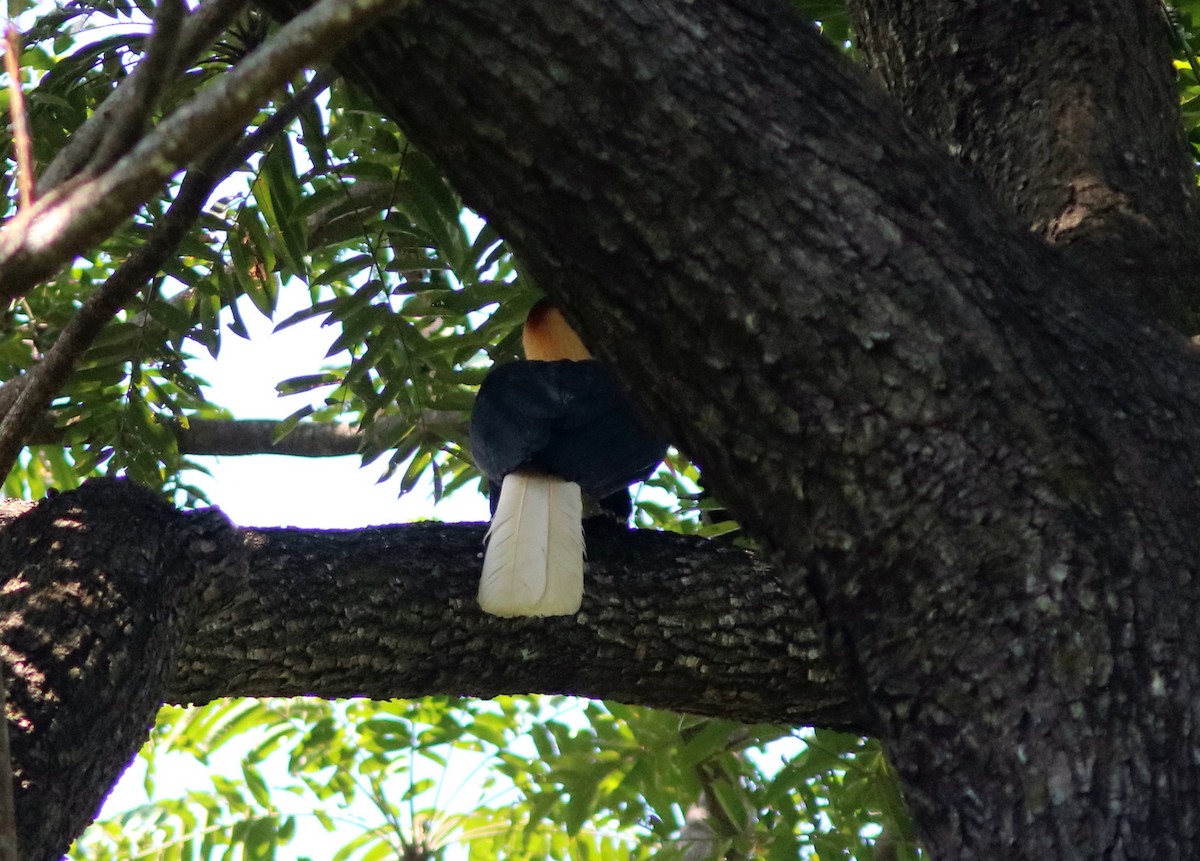 Knobbed Hornbill - ML71349011