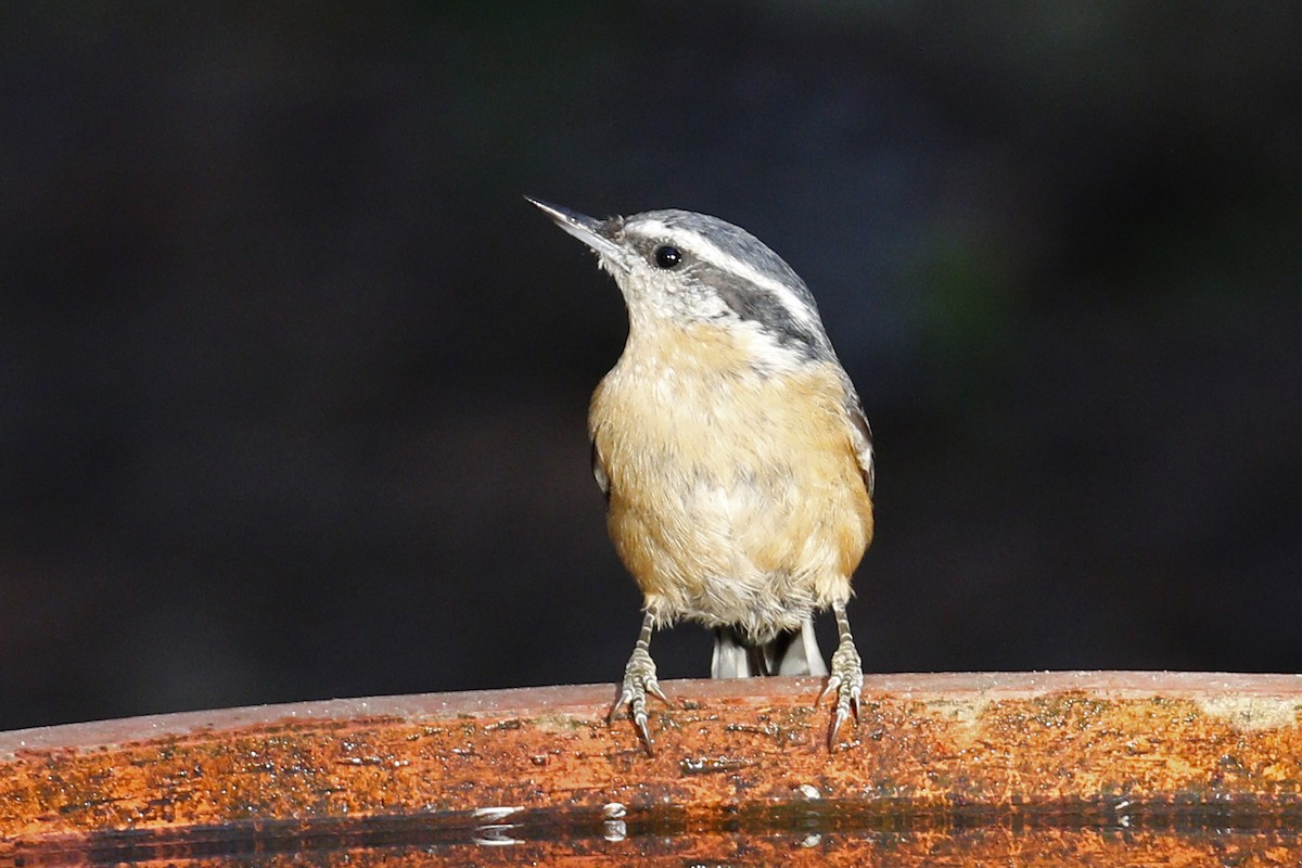 Red-breasted Nuthatch - Donna Pomeroy