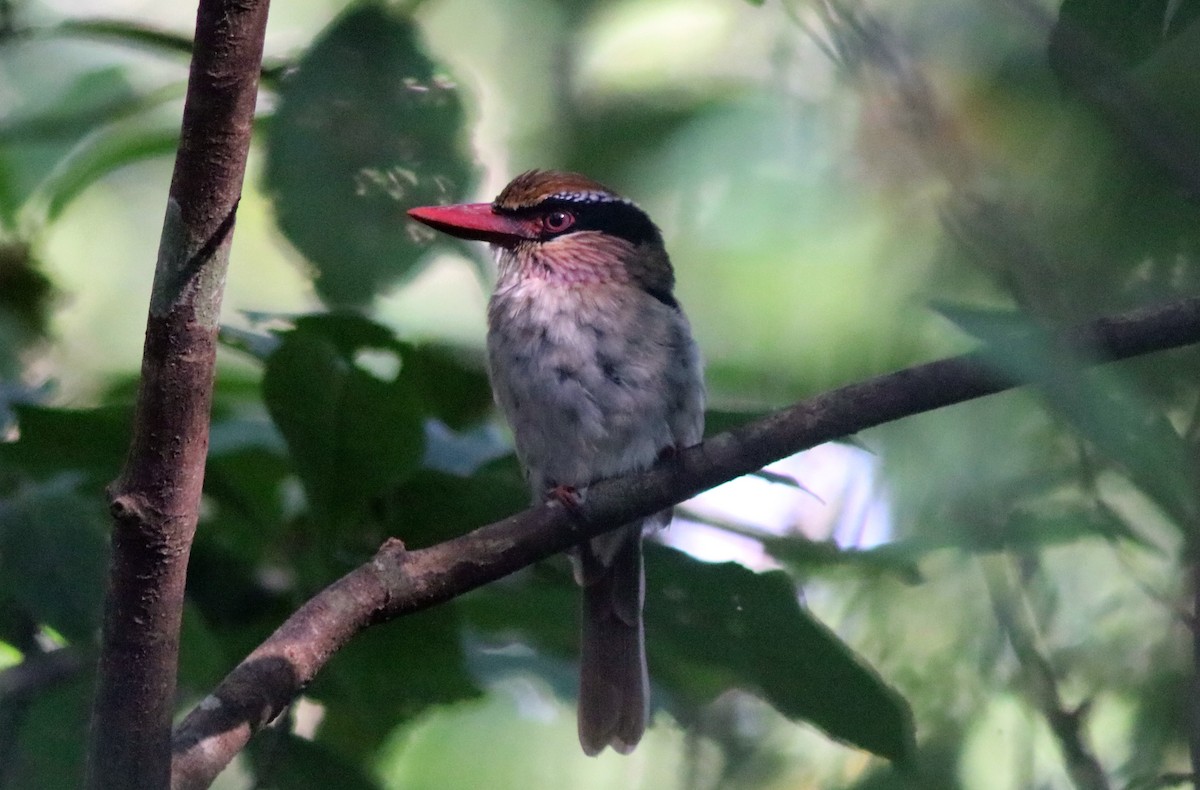 Sulawesi Lilac Kingfisher - ML71349111