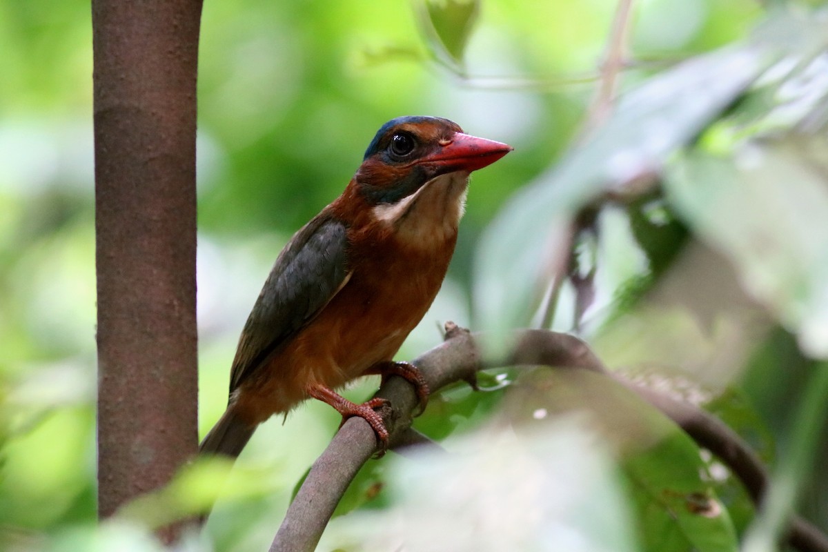 Green-backed Kingfisher - ML71349991