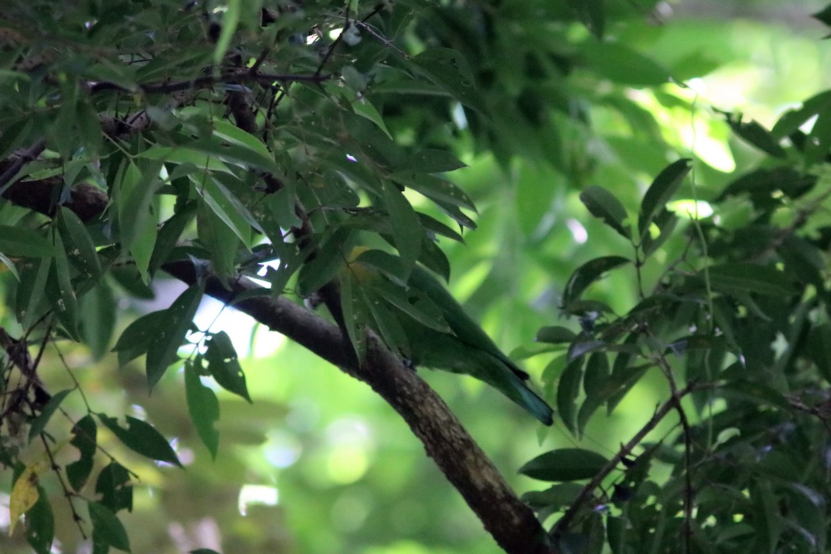 Yellow-breasted Racquet-tail - John Drummond