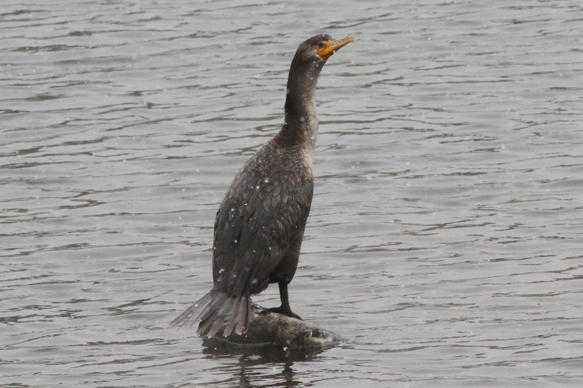 Double-crested Cormorant - Aaron Driscoll