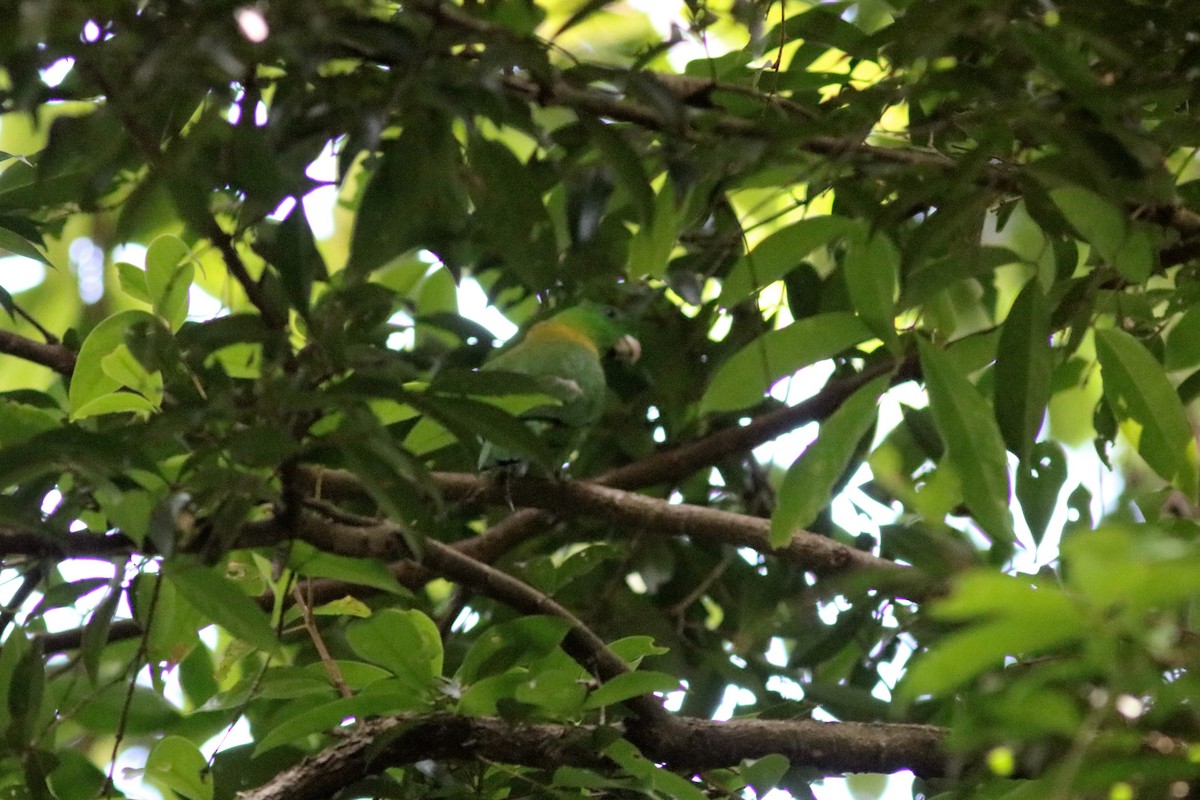 Yellow-breasted Racquet-tail - John Drummond