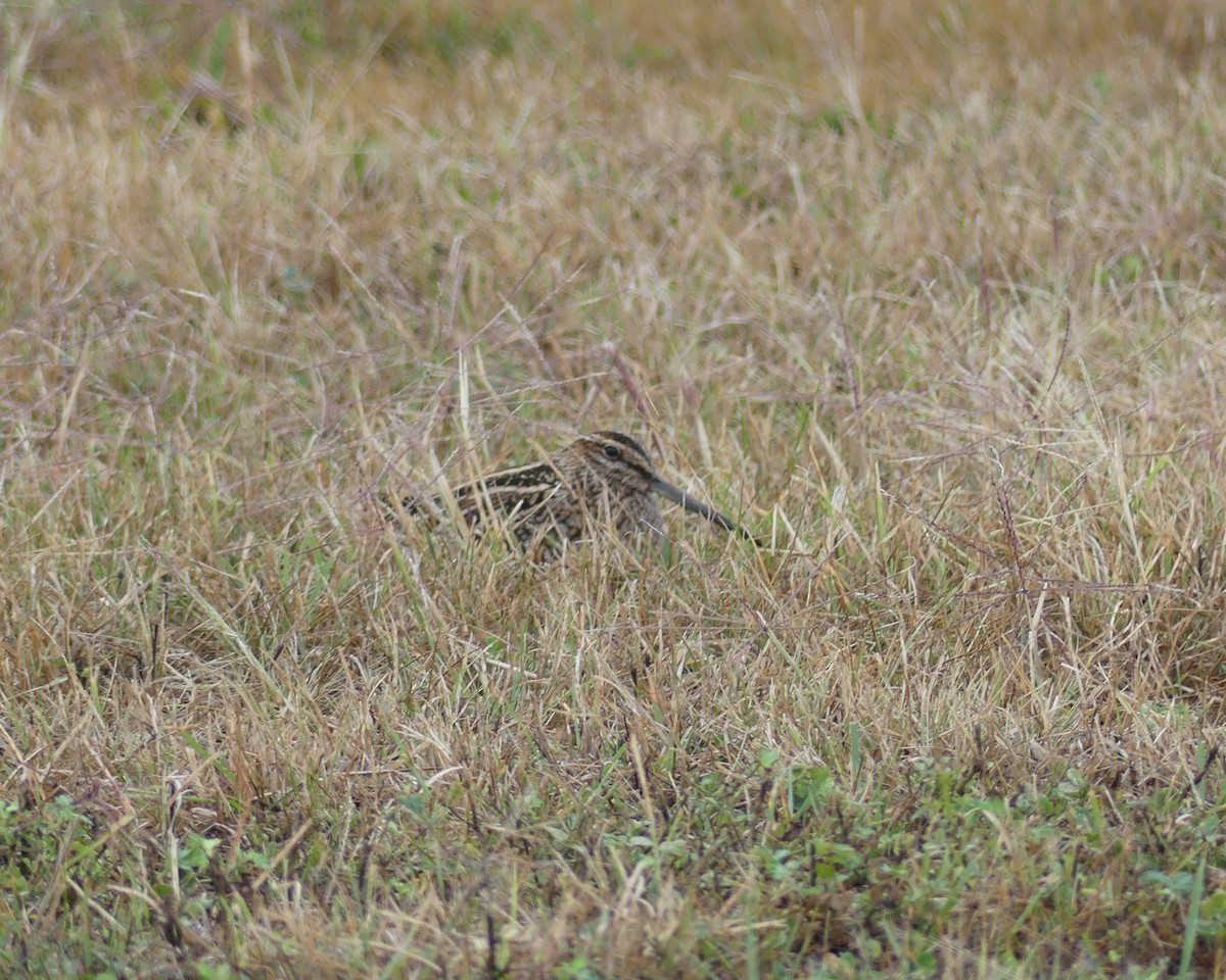 Wilson's Snipe - ML71352321