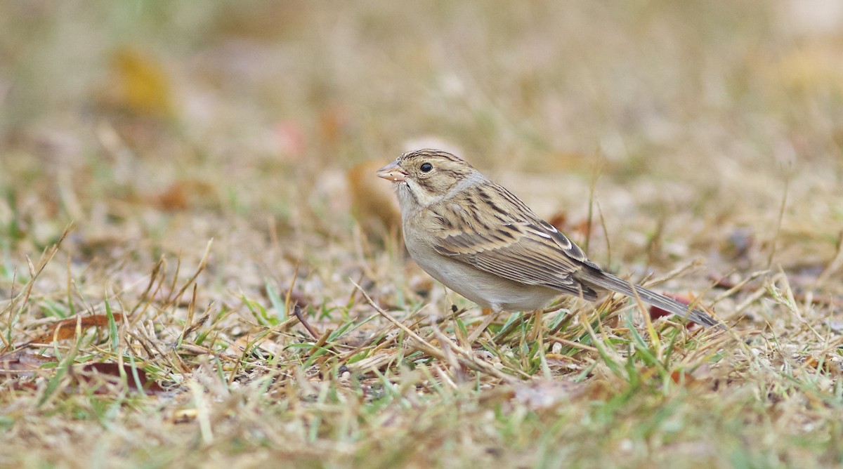 Clay-colored Sparrow - ML71352881