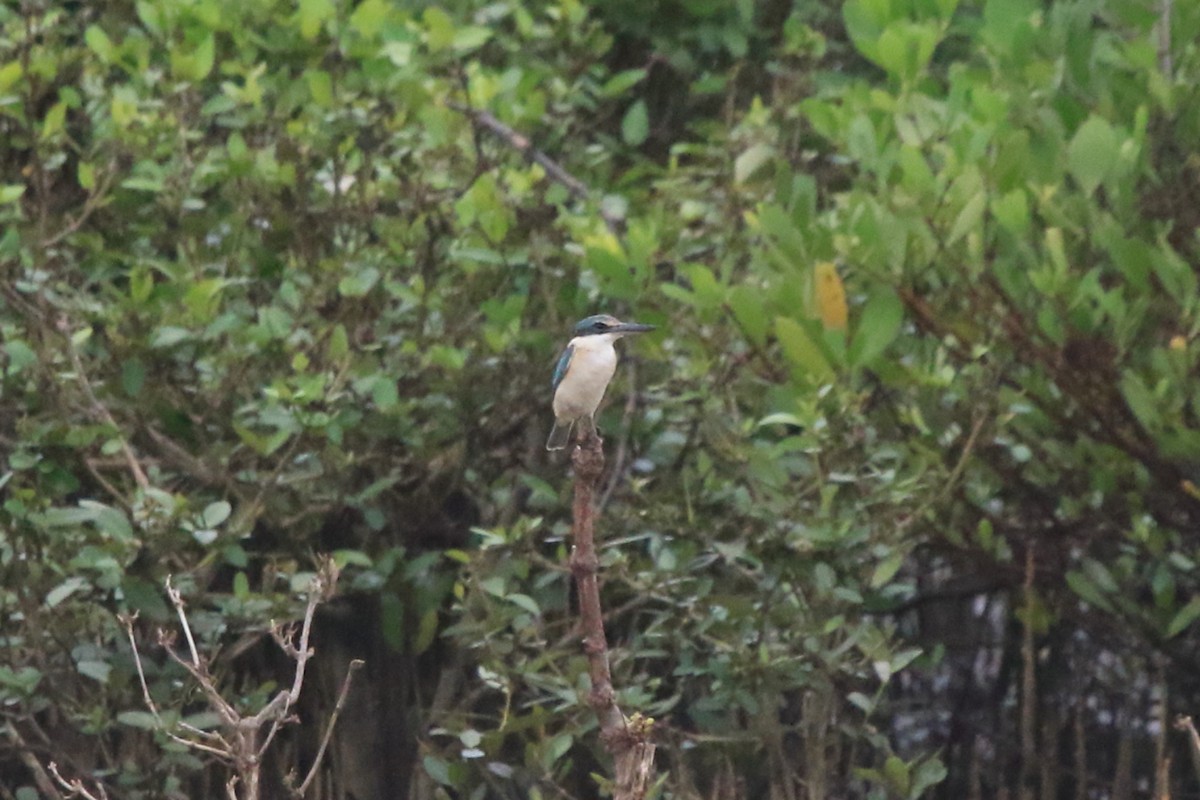 Sacred Kingfisher (Australasian) - Fabio Olmos