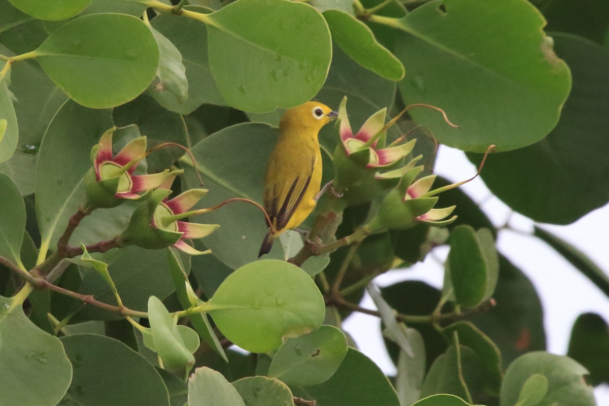 Javan White-eye - Fabio Olmos