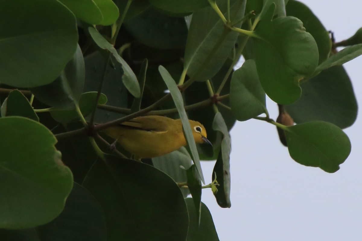 Javan White-eye - ML71354951