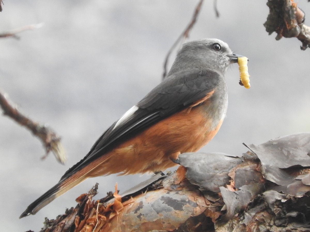 Red-rumped Bush-Tyrant - ML713568