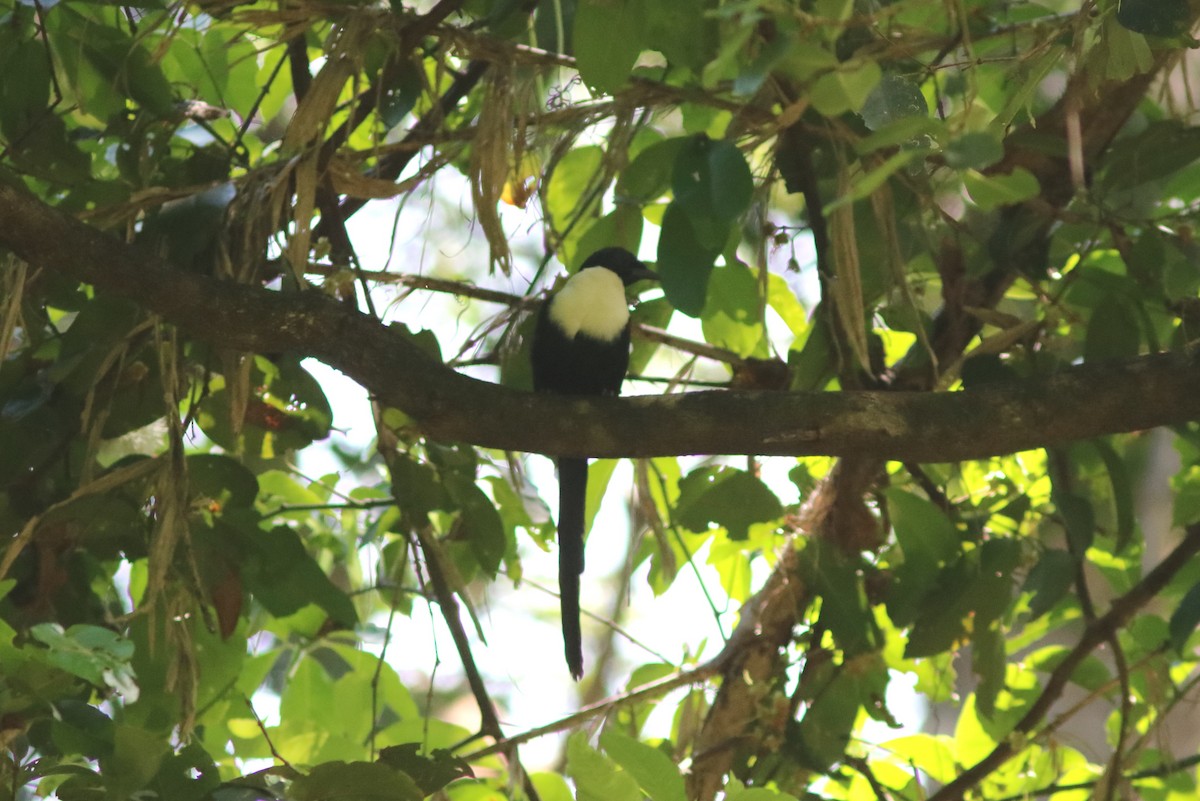 White-necked Myna - John Drummond