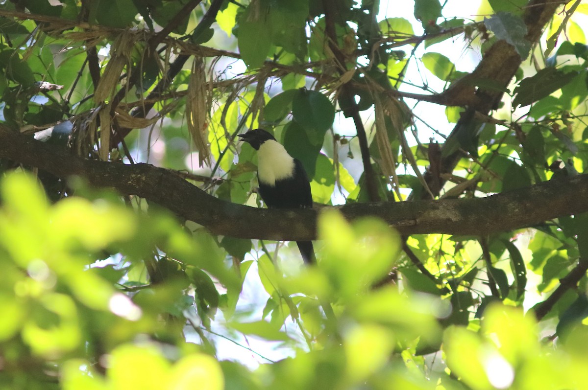 špaček bělokrký - ML71357191