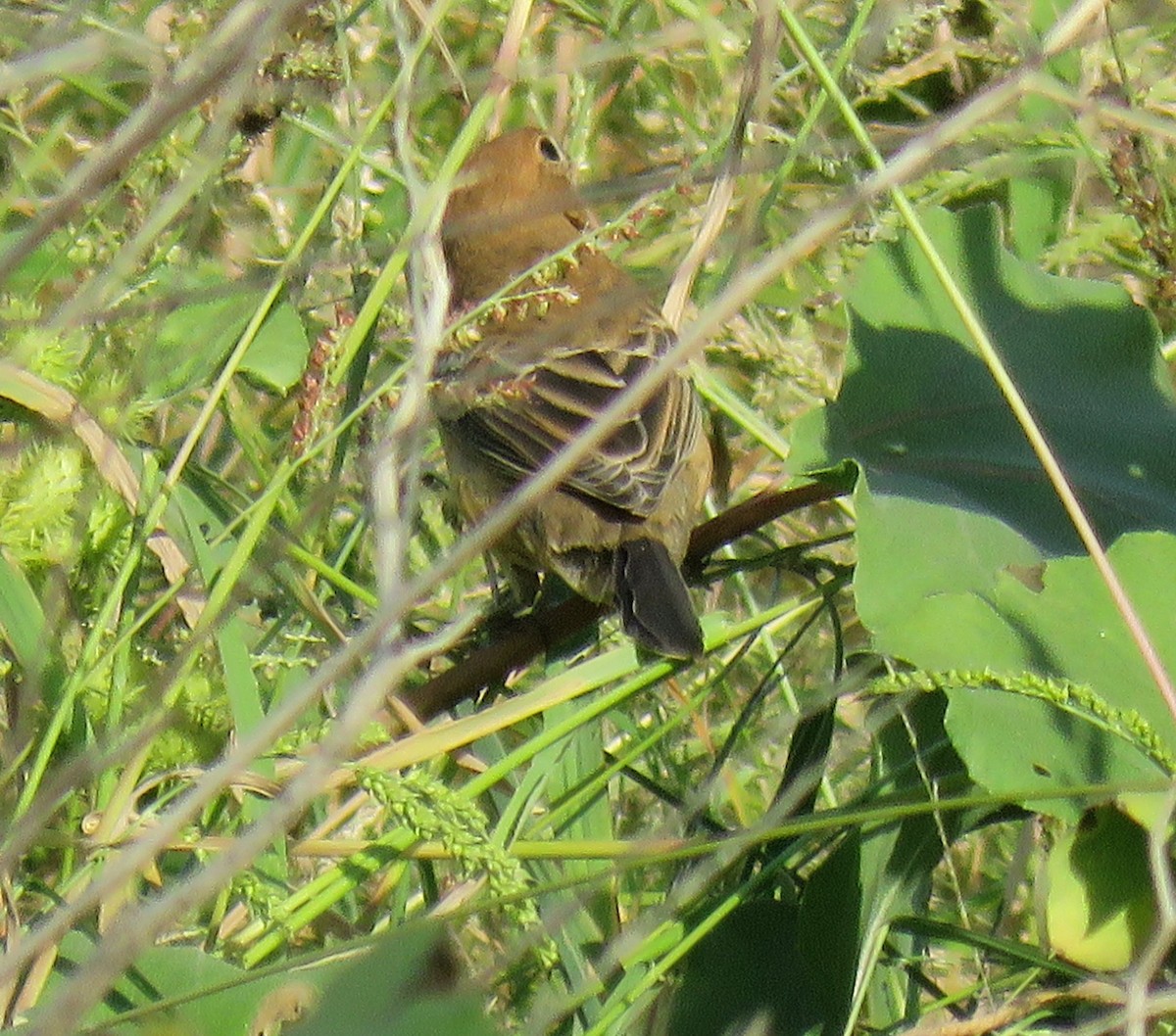 Blue Grosbeak - ML71358051