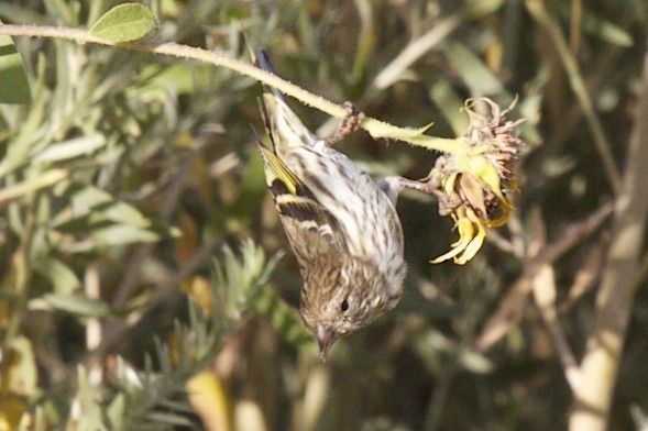 Pine Siskin - ML71359441