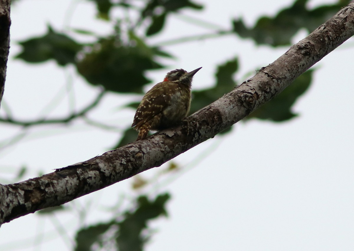 Sulawesi Pygmy Woodpecker - John Drummond