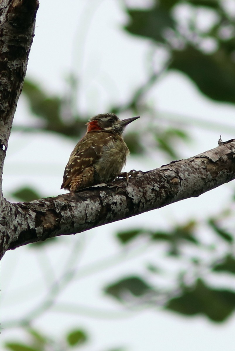 Sulawesi Pygmy Woodpecker - John Drummond